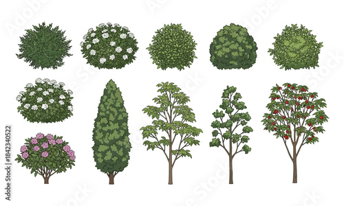 Collection of diverse green trees and shrubs in various shapes and sizes on a white background