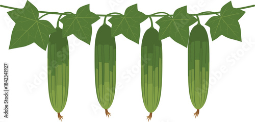 A realistic vector illustration of four ridge gourds (tori/luffa) hanging from a leafy green vine, symbolizing fresh vegetable produce, organic farming, and healthy Asian cuisine ingredients