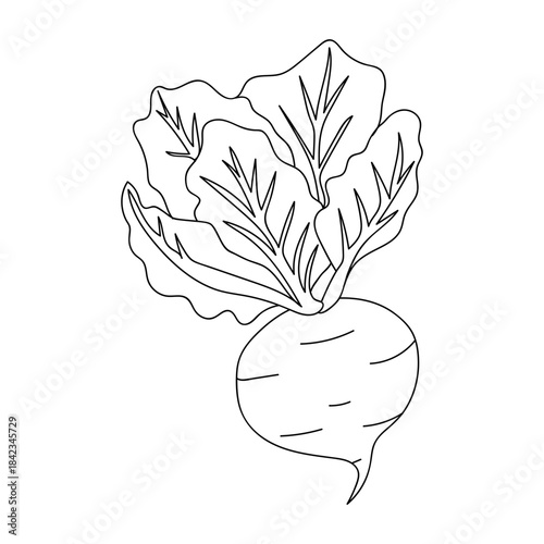 Beetroot vegetable. Flat vector outline illustration isolated on white background. Organic farming and healthy nutrition concept
