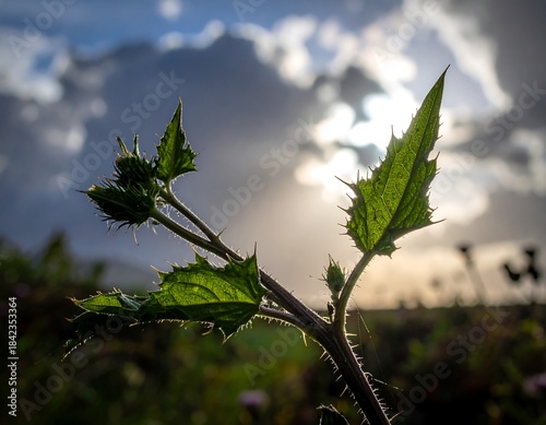 Close-up of a thorny plant with serrated leaves, sunlit against a cloudy sky