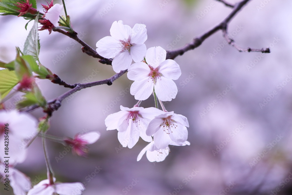 Obraz premium 散り始めの美しい桜の花