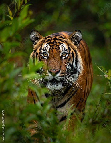 Close-up of a tiger partially hidden in green foliage, gazing intently at the viewer