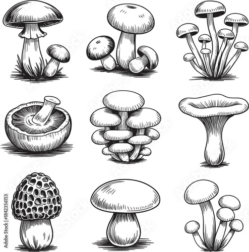 Hand Drawn Sketch Illustrations of Various Mushroom Types Keywords: mushrooms, fungi, toadstool