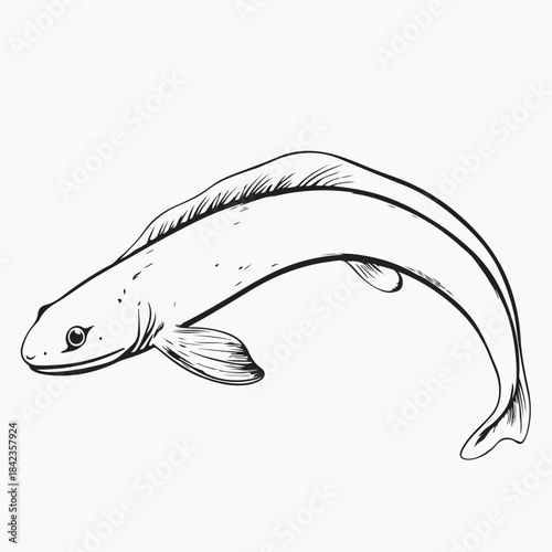 vector illustration of a fish