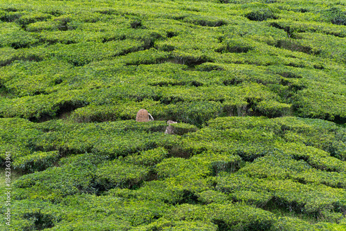 Tea picker harvesting fresh leaves in plantation