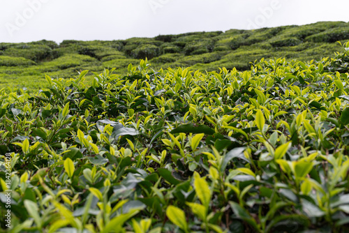 Fresh tea leaves growing on plantation camellia sinensis field