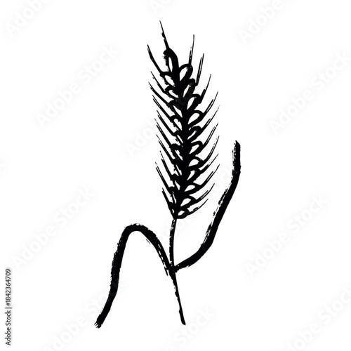 Hand drawn cereal wheat oat rye barley rice ears spikelet clipart Organic wheat bread agriculture farming harvest healthy food Single element for print packaging label design decor