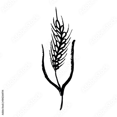 Hand drawn cereal wheat oat rye barley rice ears spikelet clipart Organic wheat bread agriculture farming harvest healthy food Single element for print packaging label design decor