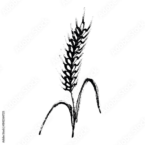 Hand drawn cereal wheat oat rye barley rice ears spikelet clipart Organic wheat bread agriculture farming harvest healthy food Single element for print packaging label design decor