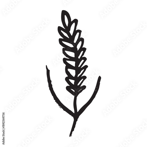 Hand drawn cereal wheat oat rye barley rice ears spikelet clipart Organic wheat bread agriculture farming harvest healthy food Single element for print packaging label design decor