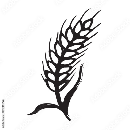 Hand drawn cereal wheat oat rye barley rice ears spikelet clipart Organic wheat bread agriculture farming harvest healthy food Single element for print packaging label design decor