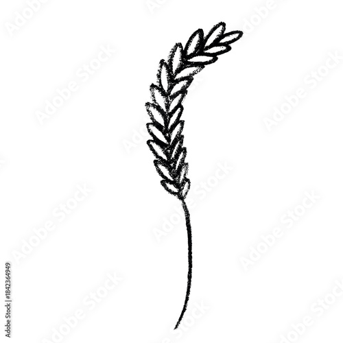 Hand drawn cereal wheat oat rye barley rice ears spikelet clipart Organic wheat bread agriculture farming harvest healthy food Single element for print packaging label design decor