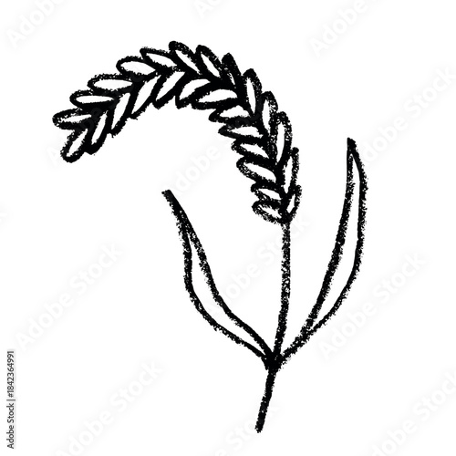 Hand drawn cereal wheat oat rye barley rice ears spikelet clipart Organic wheat bread agriculture farming harvest healthy food Single element for print packaging label design decor