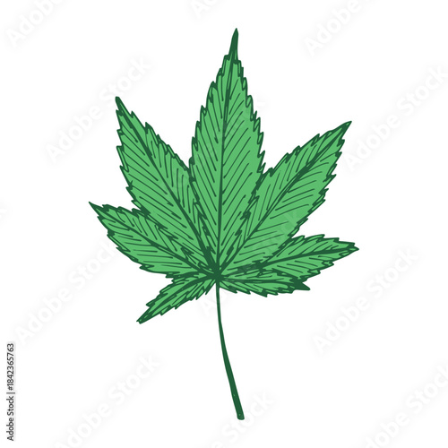 Hand drawn cannabis leaf Medicine marijuana Hemp leaves clipart in doodle style Single element for print, web, design, decor