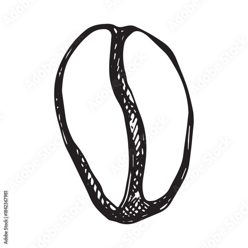 Hand drawn fresh roasted coffee bean Arabica robusta seed doodle Single element for print, web, design, decor