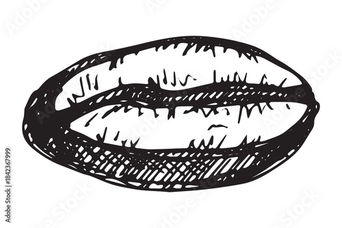 Hand drawn fresh roasted coffee bean Arabica robusta seed doodle Single element for print, web, design, decor
