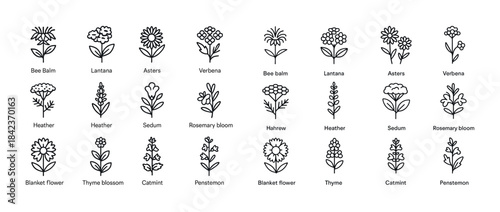 Collection of botanical line art illustrations of various flower