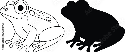 Frog silhouette and detailed line drawing comparison, amphibian biology, animal illustration, wildlife study, nature education concept design
