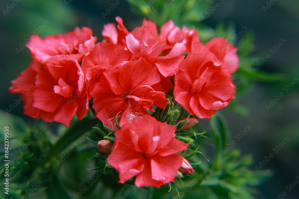 custom made wallpaper toronto digitalred hibiscus flower