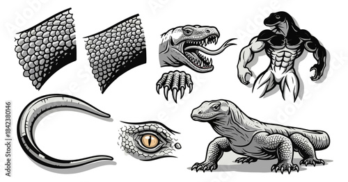 Illustrated reptile anatomy and body parts in monochrome