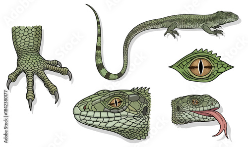 Illustration of reptile body parts for educational and design projects