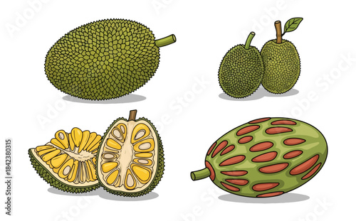 Jackfruit illustrations whole paired and sectional views on white
