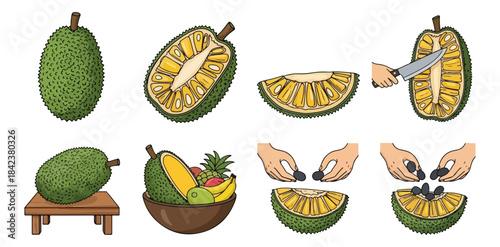 Jackfruit preparation steps whole cut and seed removal illustration