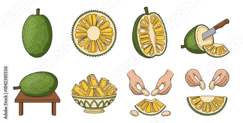 Jackfruit variety whole sliced and prepared illustrations