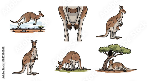 Kangaroo illustration set wildlife animal hopping grazing marsupial cartoon