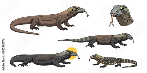 Komodo dragon illustrations reptile artwork on black background