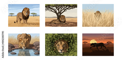 Lion illustrations in natural habitats and activities