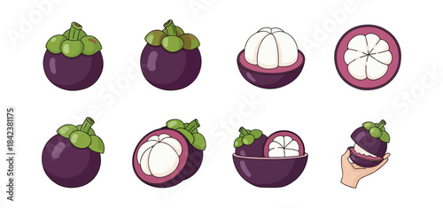Mangosteen fruit illustrations whole sliced and sections
