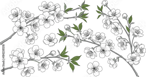 Cherry blossom branch clipart set with delicate floral illustrations, botanical line art flowers and spring blooms for invitations, designs, scrapbooking, and crafts