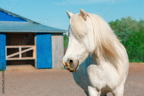 White Shetland pony with its long forelock is standing in front of a wooden stable in rural