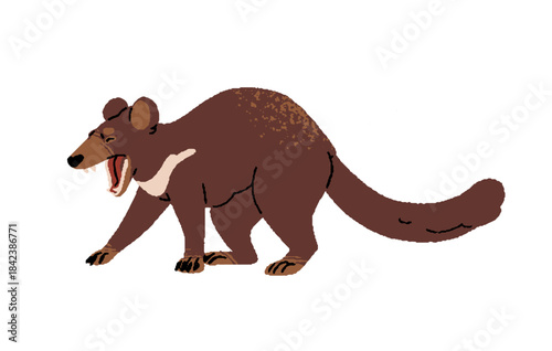 Cute Tasmanian devil screams. Carnivore marsupial animal of Australia with black fur yells. Australian native fauna. Wildlife of Tasmania. Flat isolated vector illustration on white background
