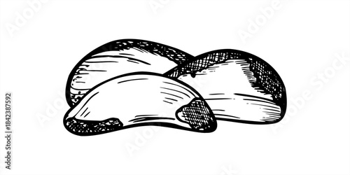 Pile of peeled Brazil nuts monochrome vector black and white illustration. Paranut or Bolivian nuts graphic sketch. Edible kernel for health food packaging, nutrition blogs, vegan recipe books