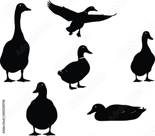Silhouettes of ducks in various natural poses including walking, standing, swimming, and flying, representing wildlife behavior, bird species, nature scenes, and outdoor environments.