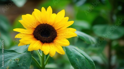 Bright yellow sunflower with dark brown center surrounded by green leaves, nature, summer, garden, floral, botany,