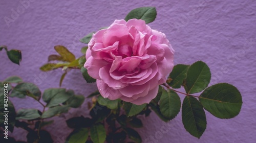 A vibrant pink rose in full bloom with layered petals, surrounded by healthy green leaves,