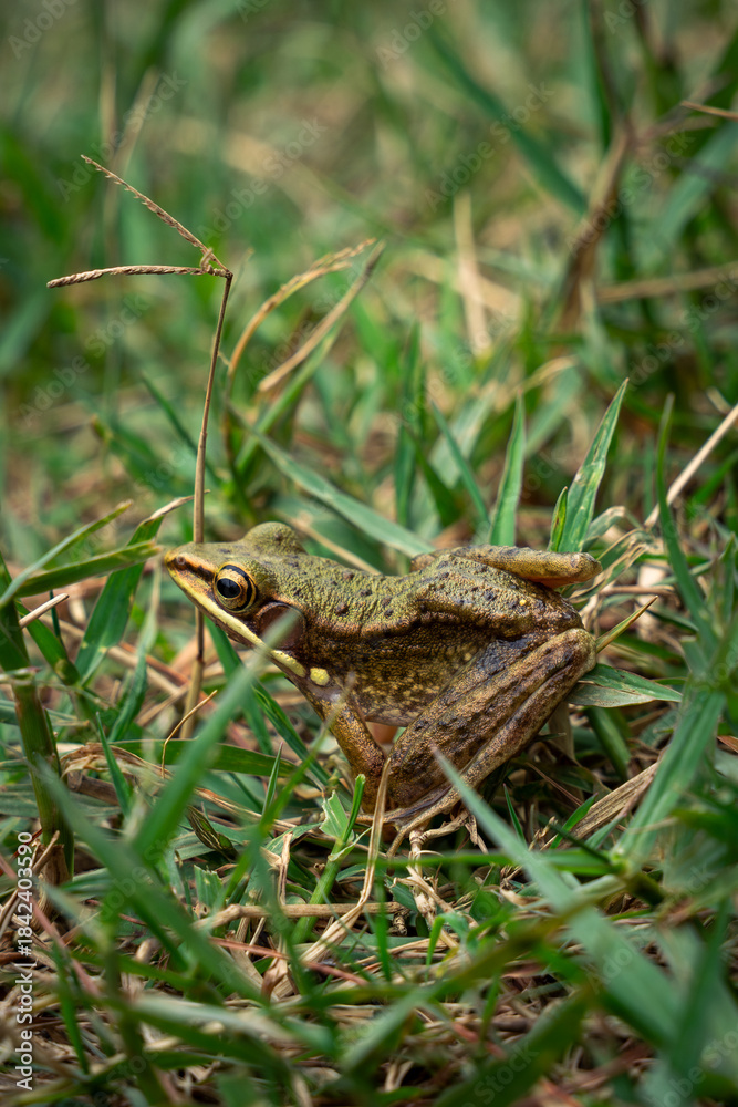 Naklejka premium white lipped frog in grass