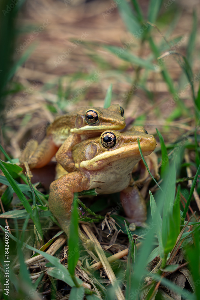 Obraz premium two white lipped frogs mating