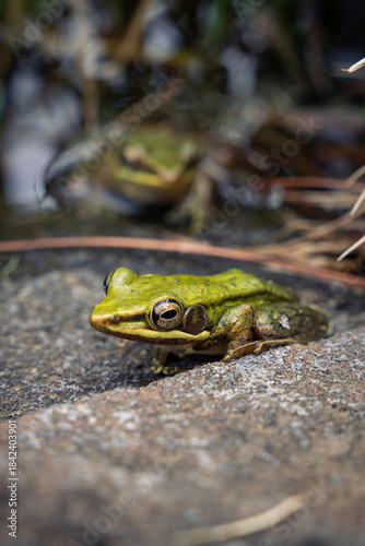 white lipped frog on rock
