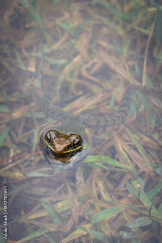 white lipped frog in water