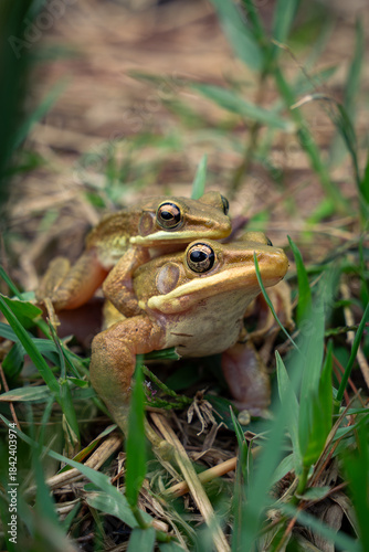 two white lipped frogs mating