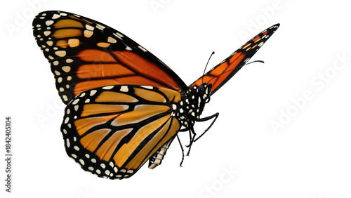 Foto Monarch butterfly PNG isolated on transparent background, orange and black wings