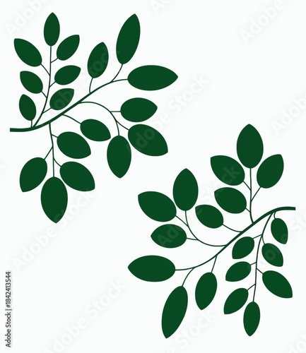 Green leafy branches with elongated leaves white