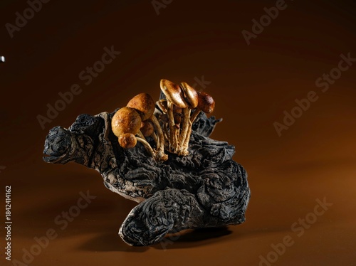 Delicate mushrooms emerge from an intricately shaped piece of driftwood, highlighting the stunning contrast between organic forms and warm earthy tones. Nature's art captivates the eye