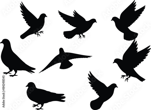 Silhouette collection of pigeons and doves in flight and standing poses, bird illustrations for wildlife, nature, freedom and peaceful design themes