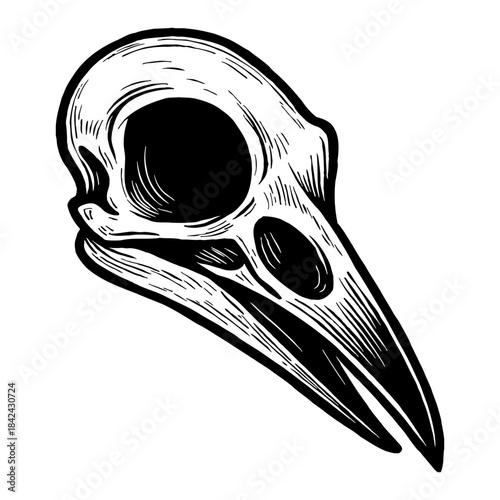 Detailed Black and White Bird Skull Illustration with Hatch Lines on White Background