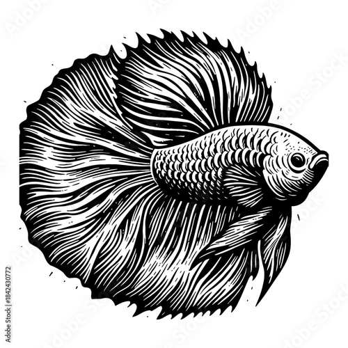 Detailed Black And White Engraving Of A Siamese Fighting Fish With Flowing Fins